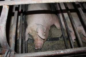 Sow stalls at Bungowannah Piggery NSW - Australian pig farming - Captured at Bungowannah Piggery, Bungowannah NSW Australia.