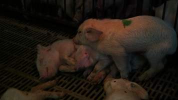 Shivering weaner piglets - Australian pig farming - Captured at Yelmah Piggery, Magdala SA Australia.