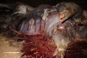 Dead sow outside cut open - Stiff and bloated, in pools of blood - Captured at Yelmah Piggery, Magdala SA Australia.