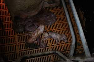 Stillborn piglets - Australian pig farming - Captured at Wasleys Piggery, Pinkerton Plains SA Australia.