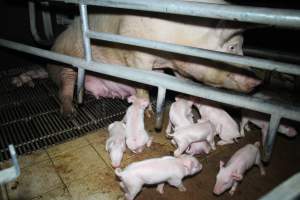 Farrowing crates at Girgarre Piggery VIC - Australian pig farming - Captured at Girgarre Piggery, Girgarre VIC Australia.