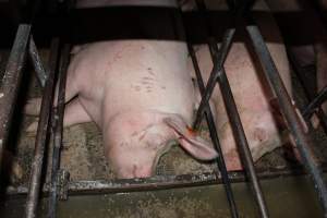 Sow stalls at Finniss Park Piggery SA - Australian pig farming - Captured at Finniss Park Piggery, Mannum SA Australia.