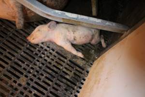 Farrowing crates at Sheaoak Piggery SA - Australian pig farming - Captured at Sheaoak Piggery, Shea-Oak Log SA Australia.