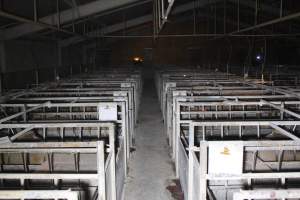 Looking down aisle of farrowing shed - Australian pig farming - Captured at Huntly Piggery, Huntly North VIC Australia.