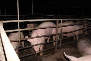 Group sow housing - Australian pig farming - Captured at Finniss Park Piggery, Mannum SA Australia.