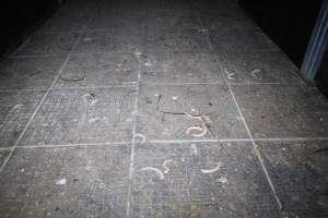 Severed piglet tails scattered across floor - Australian pig farming - Captured at Girgarre Piggery, Kyabram VIC Australia.