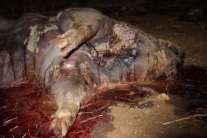 Dead sow outside cut open - Stiff and bloated, in pools of blood - Captured at Yelmah Piggery, Magdala SA Australia.