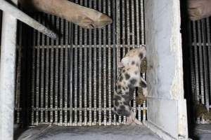 Farrowing crates at Huntly Piggery NSW - Australian pig farming - Captured at Huntly Piggery, Huntly North VIC Australia.