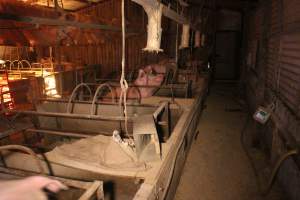 Farrowing crates at Korunye Park Piggery SA - Australian pig farming - Captured at Korunye Park Piggery, Korunye SA Australia.