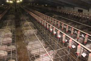 Wide view of huge sow stall shed from above - Australian pig farming - Captured at Grong Grong Piggery, Grong Grong NSW Australia.