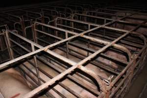 Sow stalls at Bungowannah Piggery NSW - Australian pig farming - Captured at Bungowannah Piggery, Bungowannah NSW Australia.