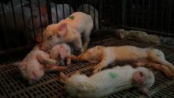 Dead and sick weaner piglets - Australian pig farming - Captured at Yelmah Piggery, Magdala SA Australia.