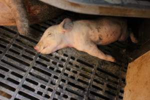 Farrowing crates at Sheaoak Piggery SA - Australian pig farming - Captured at Sheaoak Piggery, Shea-Oak Log SA Australia.