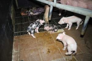 Dead and sick piglets - Australian pig farming - Captured at Girgarre Piggery, Kyabram VIC Australia.