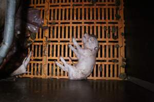 Farrowing crates at Wasleys Piggery SA - Australian pig farming - Captured at Wasleys Piggery, Pinkerton Plains SA Australia.