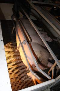 Farrowing crates at Sheaoak Piggery SA - Australian pig farming - Captured at Sheaoak Piggery, Shea-Oak Log SA Australia.