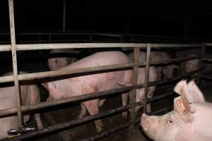 Sow with cuts and scratches - Possibly from fighting with other sows - Captured at Finniss Park Piggery, Mannum SA Australia.