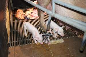 Dead and sick piglets - Australian pig farming - Captured at Girgarre Piggery, Kyabram VIC Australia.