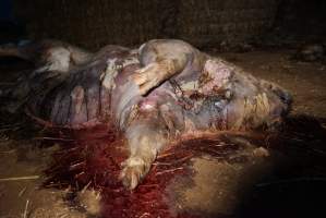 Dead sow outside cut open - Stiff and bloated, in pools of blood - Captured at Yelmah Piggery, Magdala SA Australia.