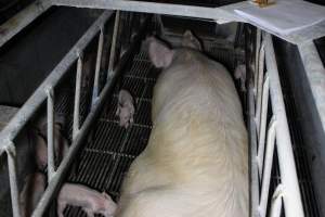 Farrowing crates at Huntly Piggery NSW - Australian pig farming - Captured at Huntly Piggery, Huntly North VIC Australia.