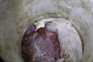 Dead piglet in bucket - Australian pig farming - Captured at Mindarra Piggery (module 1), Boonanarring WA Australia.