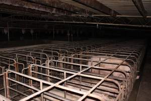 Sow stalls at Bungowannah Piggery NSW - Australian pig farming - Captured at Bungowannah Piggery, Bungowannah NSW Australia.