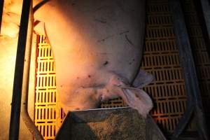 Farrowing crates at Wasleys Piggery SA - Australian pig farming - Captured at Wasleys Piggery, Pinkerton Plains SA Australia.