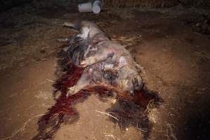 Dead sow outside cut open - Stiff and bloated, in pools of blood - Captured at Yelmah Piggery, Magdala SA Australia.