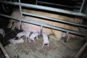 Farrowing crates at Girgarre Piggery VIC - Australian pig farming - Captured at Girgarre Piggery, Girgarre VIC Australia.