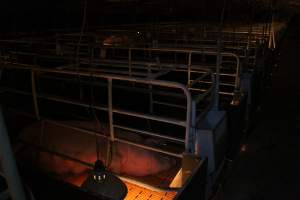 Farrowing crates at Wasleys Piggery SA - Australian pig farming - Captured at Wasleys Piggery, Pinkerton Plains SA Australia.