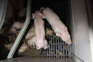 Farrowing crates at Sheaoak Piggery SA - Australian pig farming - Captured at Sheaoak Piggery, Shea-Oak Log SA Australia.