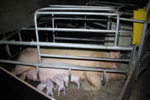 Farrowing crates at Girgarre Piggery VIC - Australian pig farming - Captured at Girgarre Piggery, Kyabram VIC Australia.