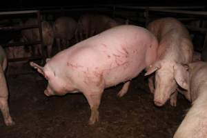 Sow with cuts and scratches - Possibly from fighting with other sows - Captured at Finniss Park Piggery, Mannum SA Australia.