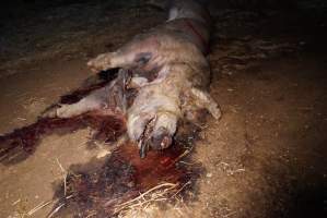 Dead sow outside cut open - Stiff and bloated, lying in pools of blood - Captured at Yelmah Piggery, Magdala SA Australia.