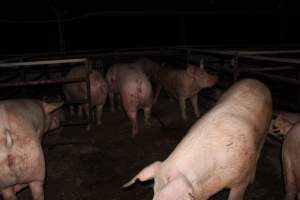 Group sow housing - Australian pig farming - Captured at Finniss Park Piggery, Mannum SA Australia.