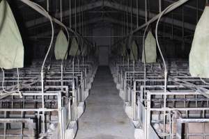 Looking down aisle of farrowing shed - Australian pig farming - Captured at Huntly Piggery, Huntly North VIC Australia.