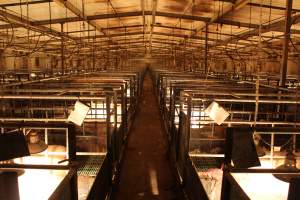 Looking down aisle of farrowing shed - Australian pig farming - Captured at Bungowannah Piggery, Bungowannah NSW Australia.