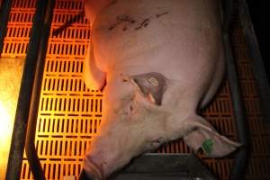 Farrowing crates at Wasleys Piggery SA - Australian pig farming - Captured at Wasleys Piggery, Pinkerton Plains SA Australia.