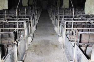 Looking down aisle of farrowing shed - Australian pig farming - Captured at Huntly Piggery, Huntly North VIC Australia.