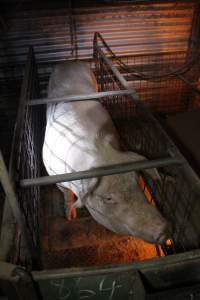 Farrowing crates at Willawa Piggery NSW - Australian pig farming - Captured at Willawa Piggery, Grong Grong NSW Australia.