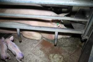 Farrowing crates at Girgarre Piggery VIC - Australian pig farming - Captured at Girgarre Piggery, Girgarre VIC Australia.