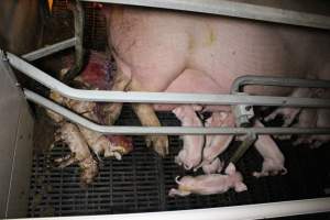 Farrowing crates at Sheaoak Piggery SA - Australian pig farming - Captured at Sheaoak Piggery, Shea-Oak Log SA Australia.