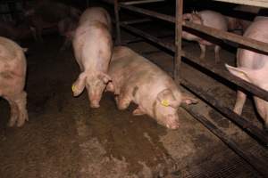 Group sow housing - Australian pig farming - Captured at Finniss Park Piggery, Mannum SA Australia.