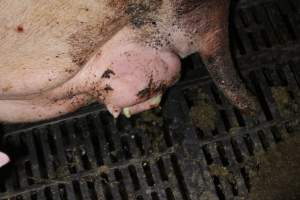 Farrowing crates at Sheaoak Piggery SA - Australian pig farming - Captured at Sheaoak Piggery, Shea-Oak Log SA Australia.