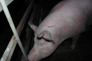 Group sow housing - Australian pig farming - Captured at Finniss Park Piggery, Mannum SA Australia.