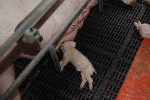 Farrowing crates at Mindarra Piggery WA - Australian pig farming - Captured at Mindarra Piggery (module 1), Boonanarring WA Australia.