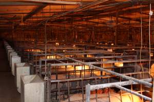 Looking across farrowing shed - Australian pig farming - Captured at Bungowannah Piggery, Bungowannah NSW Australia.