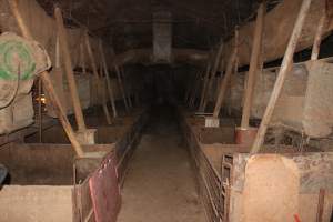 Grower pens underneath farrowing crates - Australian pig farming - Captured at Willawa Piggery, Grong Grong NSW Australia.