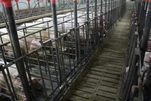 Boar stalls - Australian pig farming - Captured at Grong Grong Piggery, Grong Grong NSW Australia.