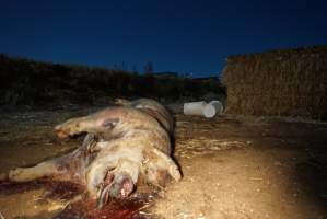 Dead sow outside cut open - Stiff and bloated, lying in pools of blood - Captured at Yelmah Piggery, Magdala SA Australia.